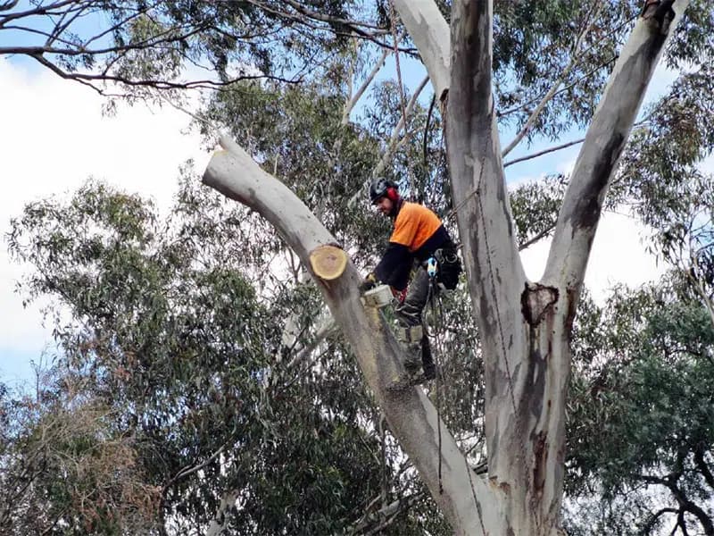 Best Time to Prune Trees in Sydney