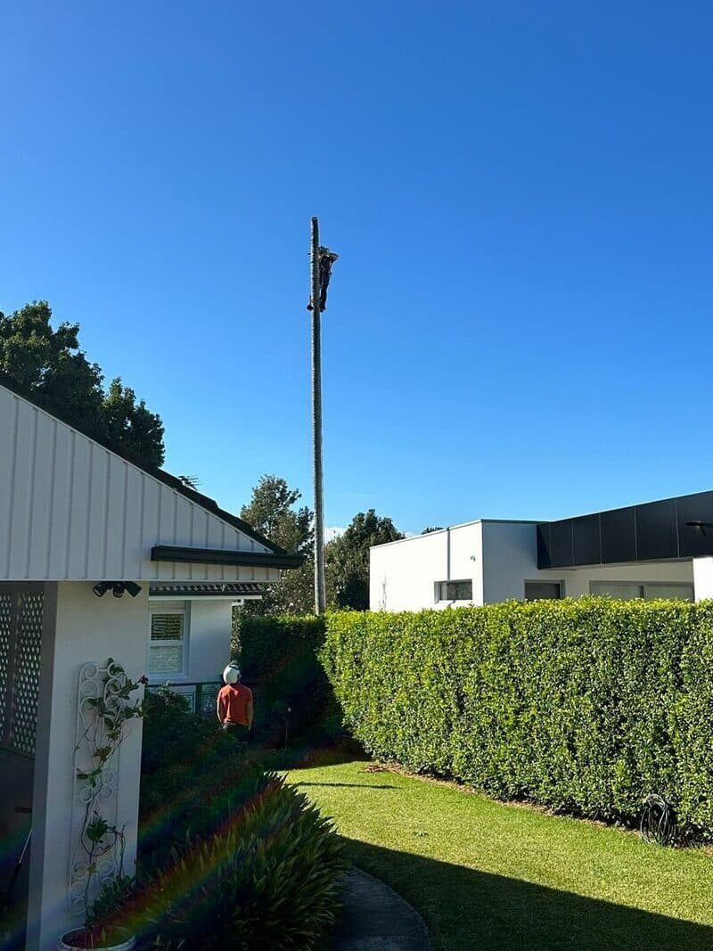 Landscaper using powered hedge trimmers on a tall boundary hedge at a Sydney home