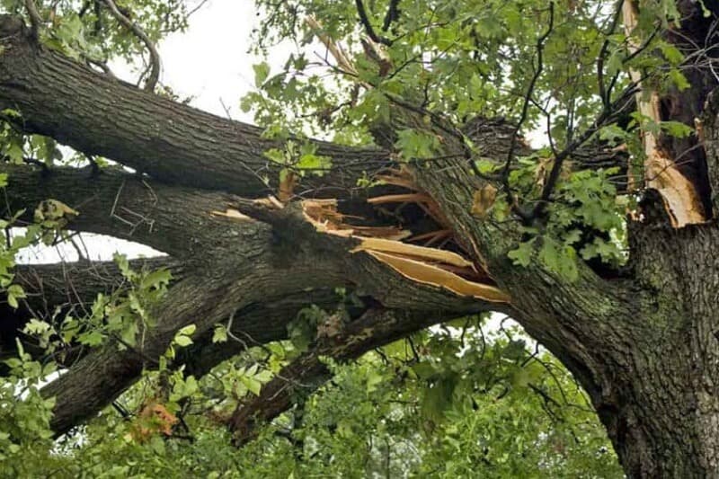 Split tree trunk with broken branches hanging over a fence after a Sydney storm