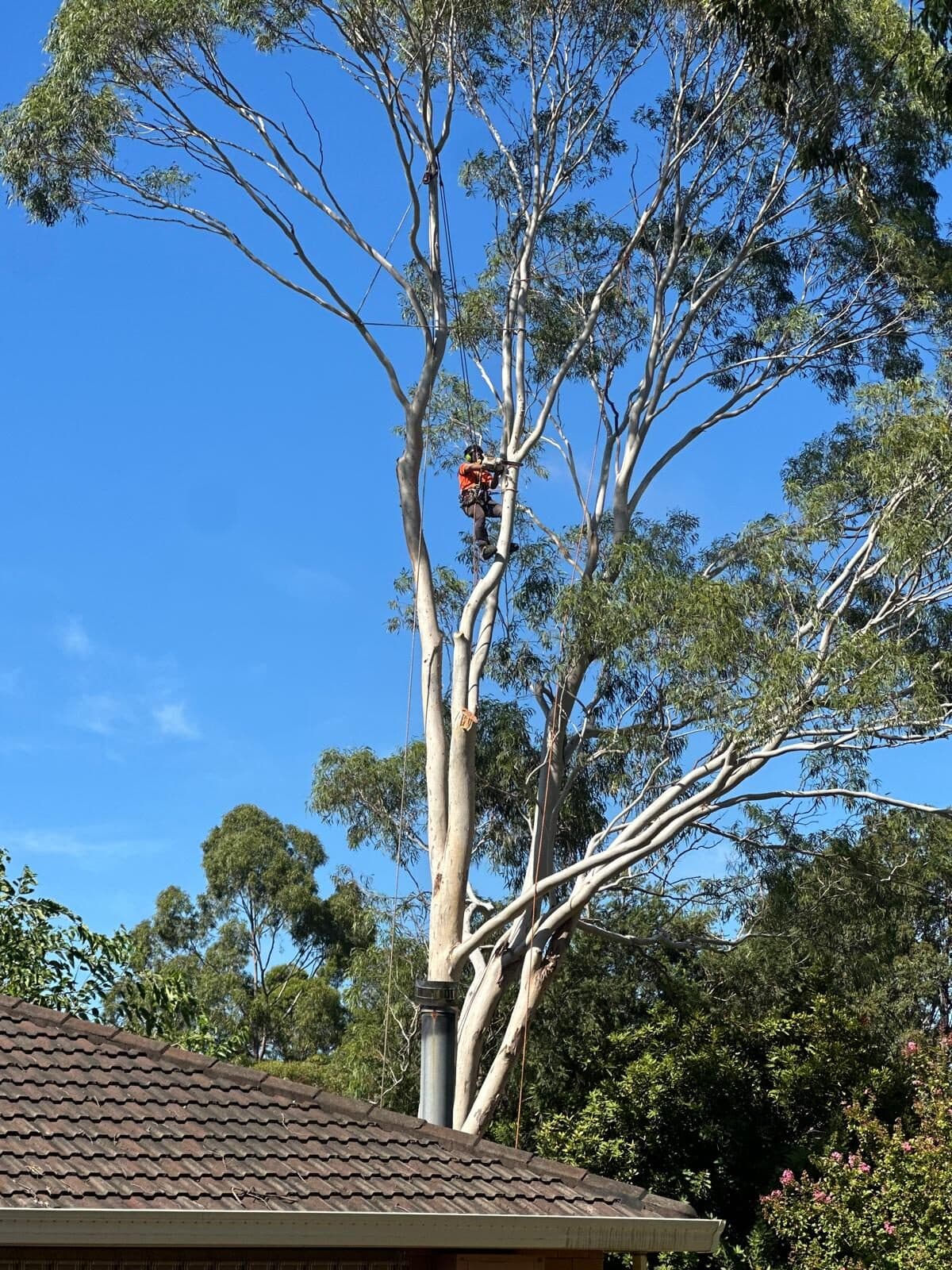 Arborist on a ladder lopping back overgrown branches near a Sydney roofline