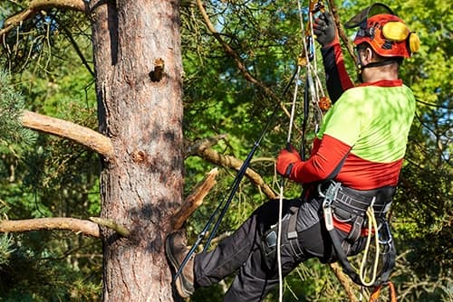 Tree Lopping vs Pruning in Sydney: Key Differences