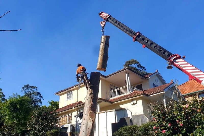 How Much Does Tree Removal Cost in Sydney?