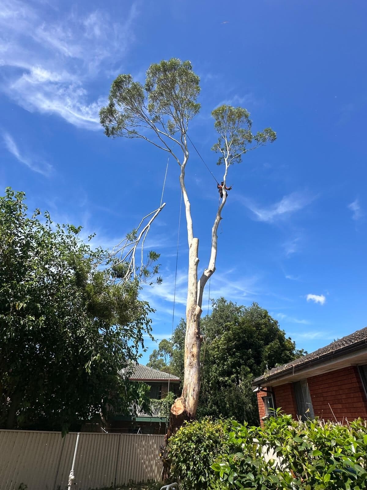 Large tree on a Hills Shire property being assessed before removal