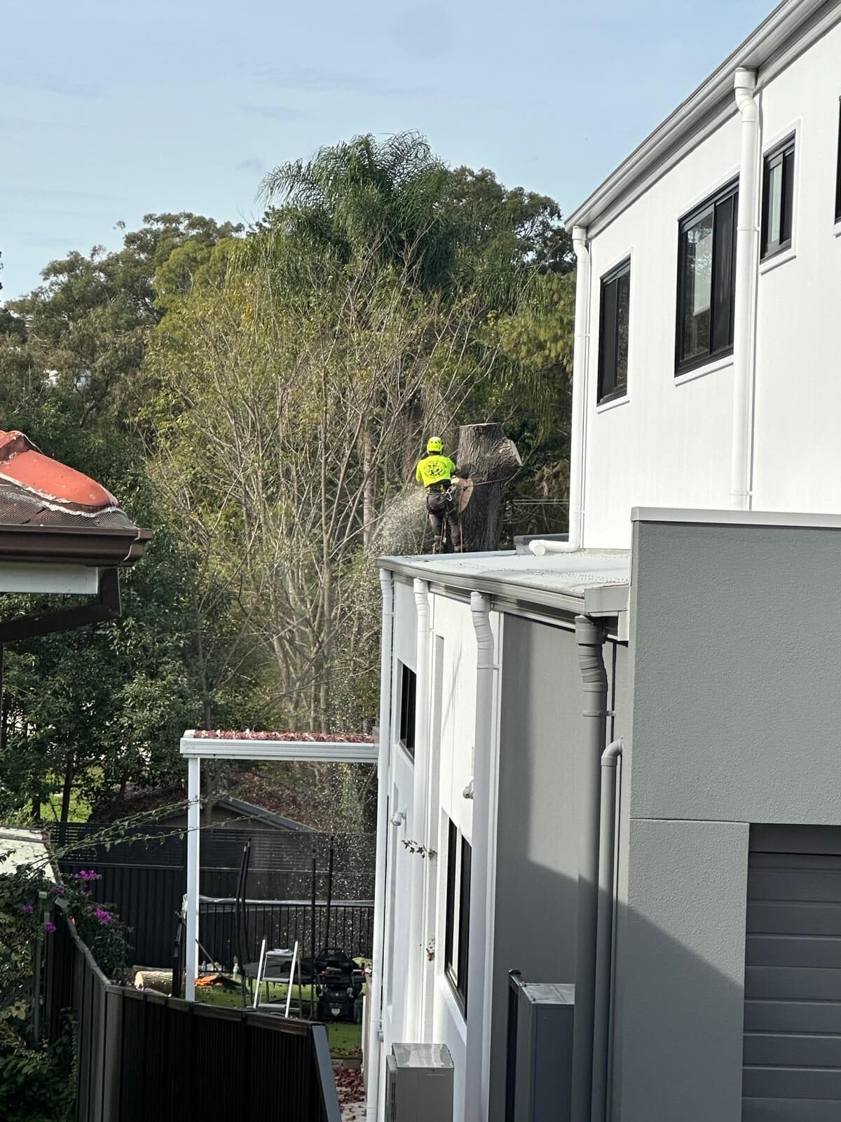 Mature tree near a terrace house in the Inner West being assessed