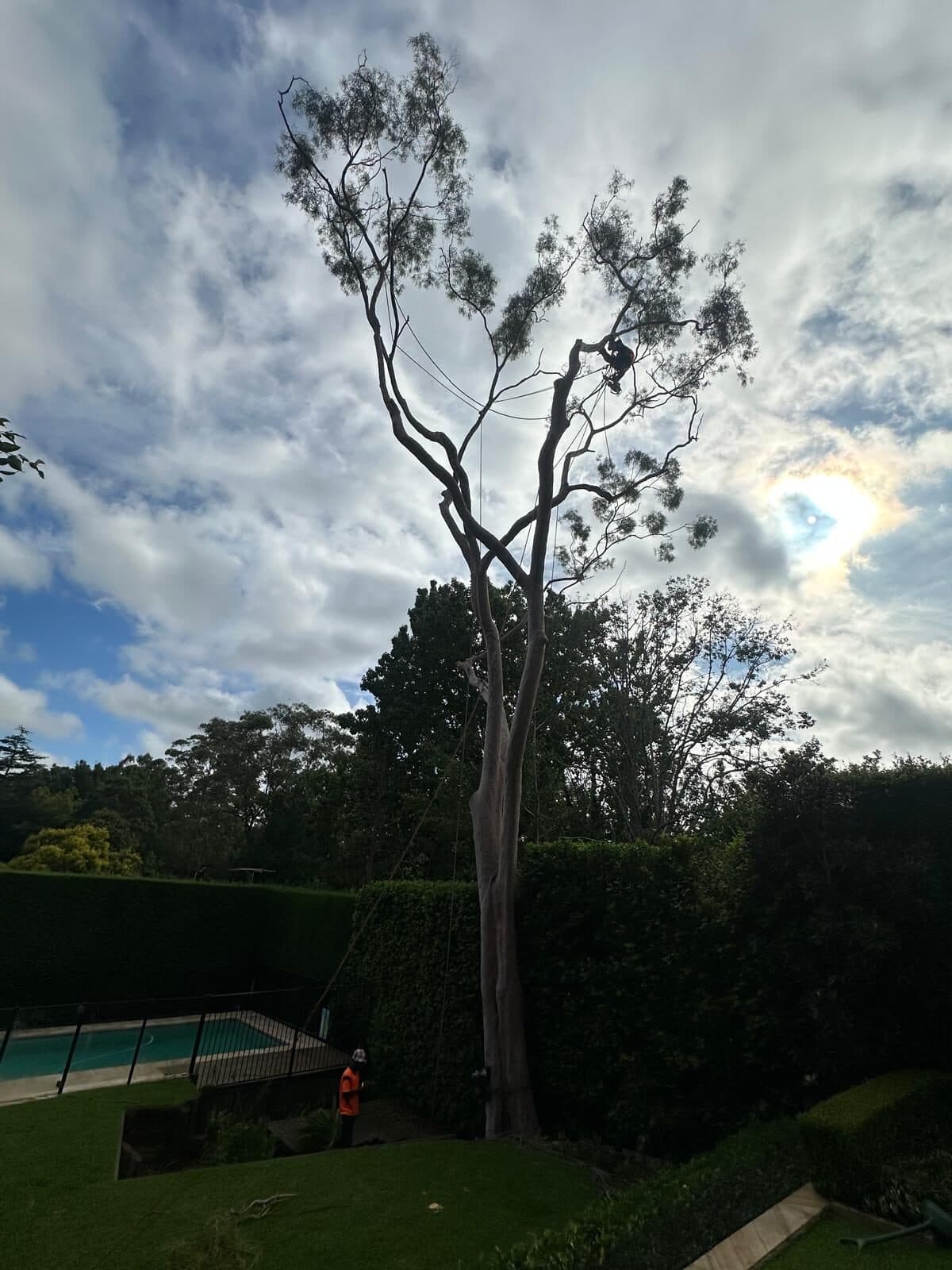 Established tree on a Randwick property being assessed before removal