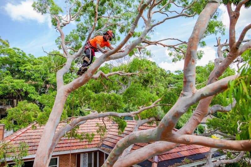 Climber working among branches above a tiled roof.