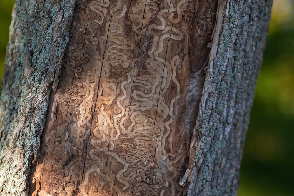 7 Signs Your Tree Needs Professional Attention