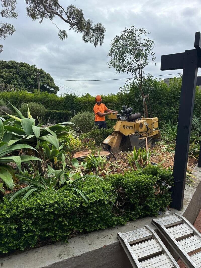 Operator with a stump grinder among garden planting.