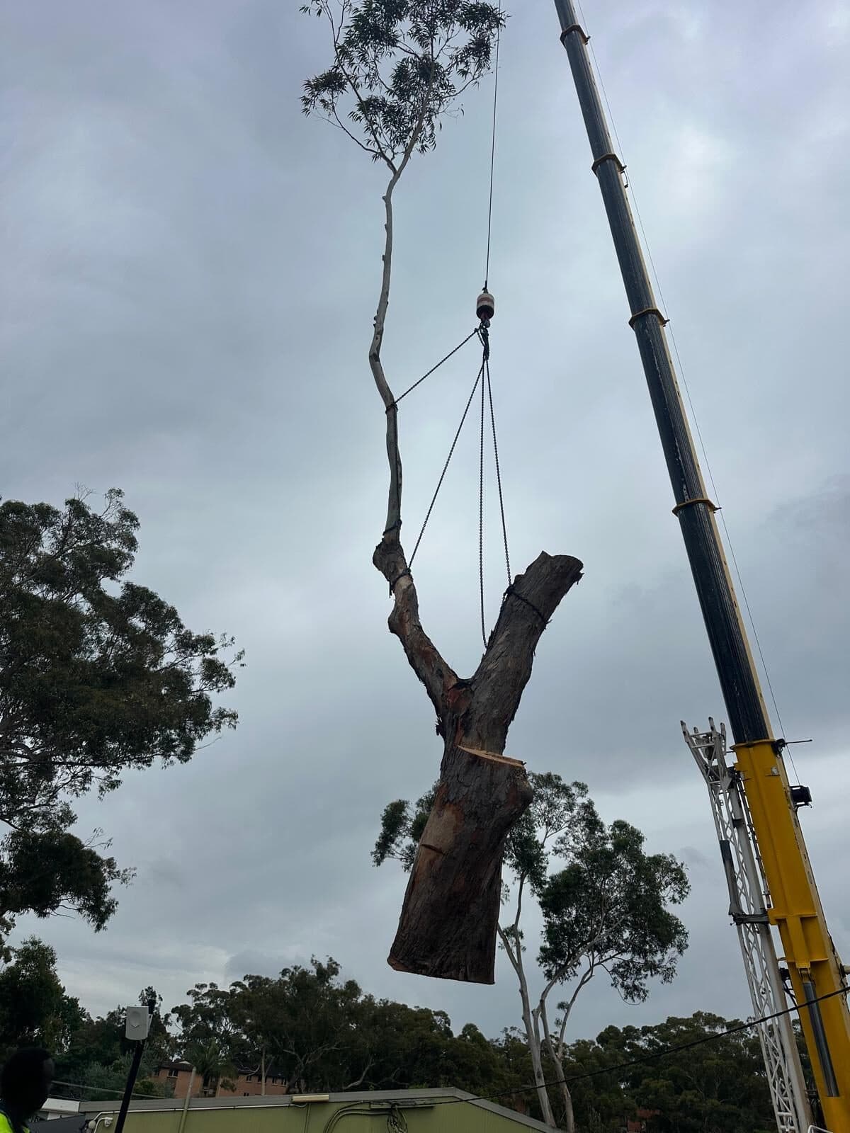 Crane lifting a large eucalyptus trunk section during removal in Sydney
