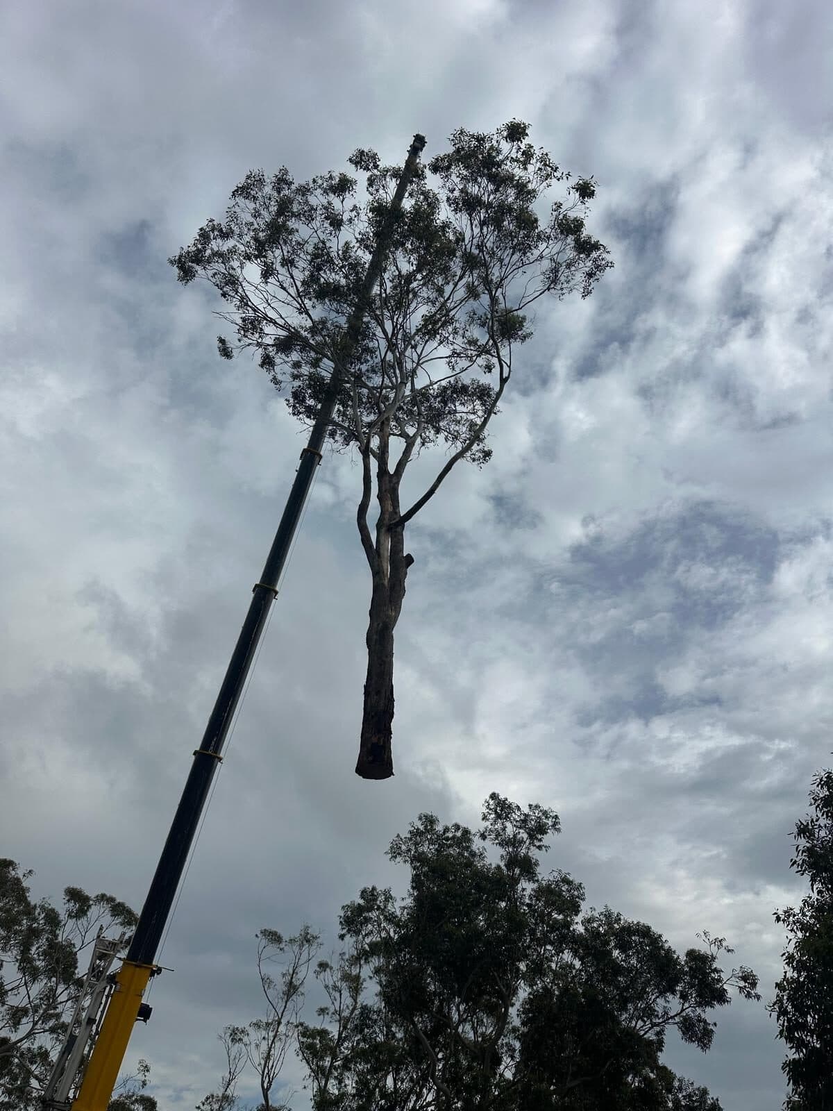 Tree crown suspended from a crane in Gymea.