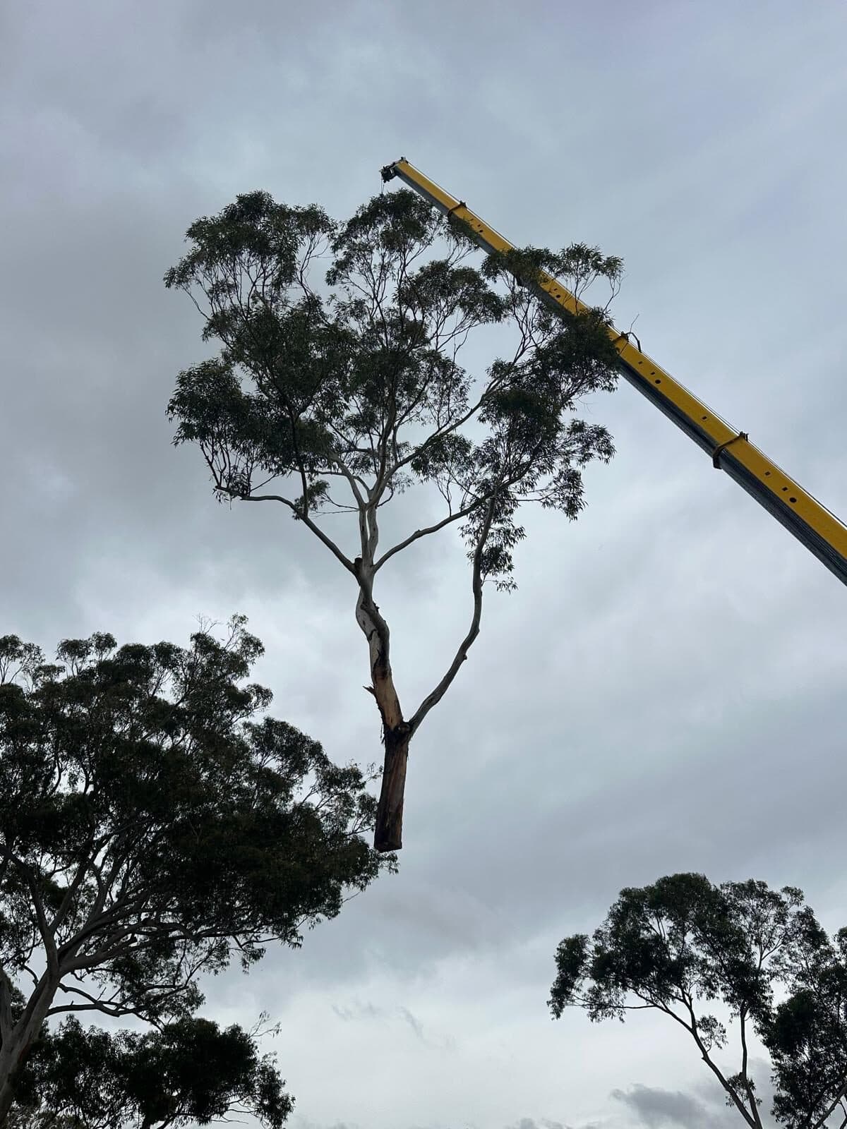 Crane lifting a leafy crown section in Gymea.