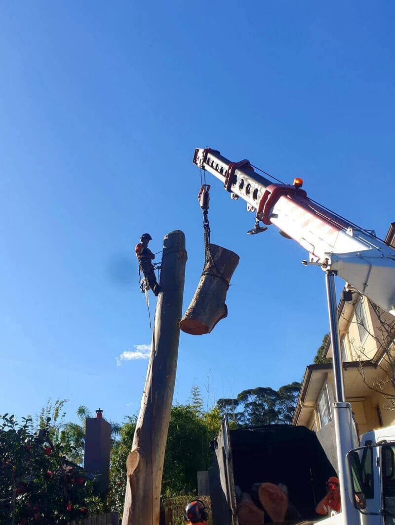 Cut trunk section suspended beside the remaining standing trunk in Gladesville.