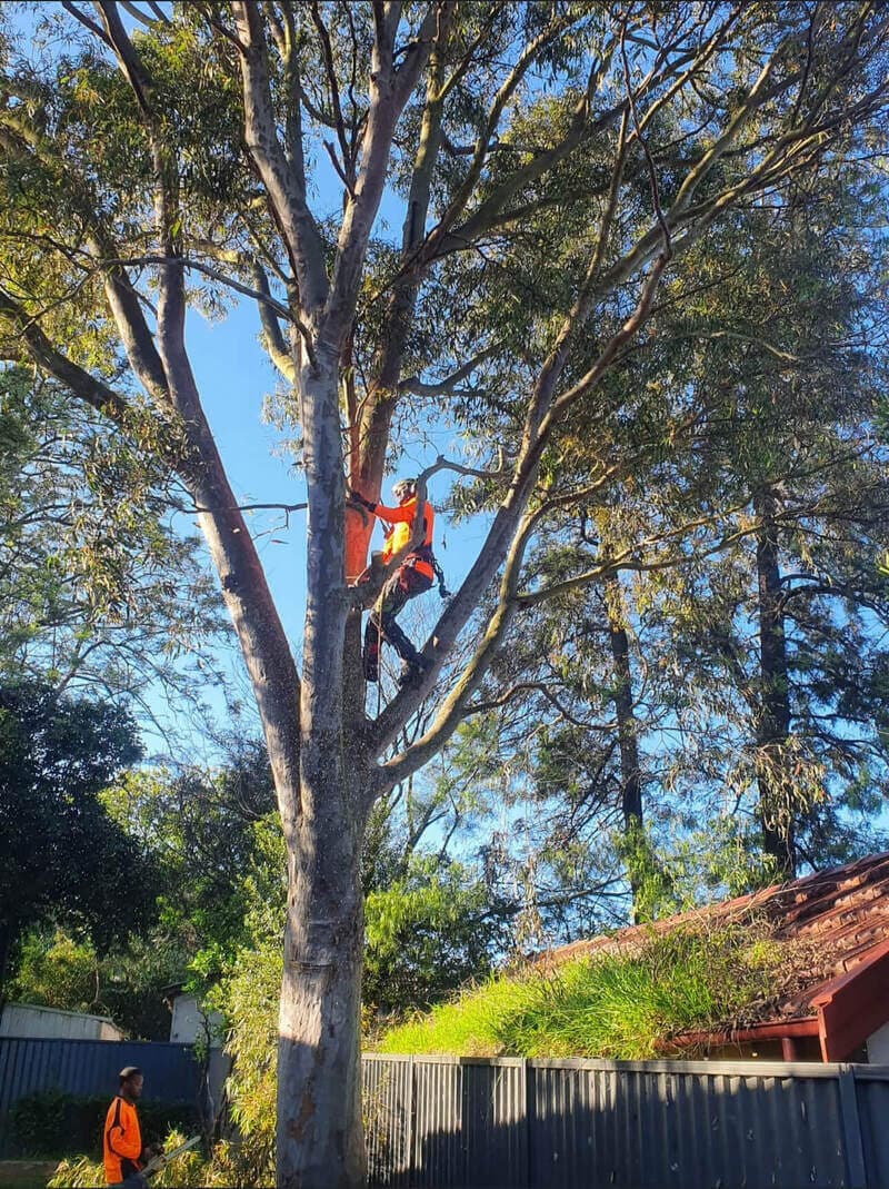 Climber among branches above a residential fence.