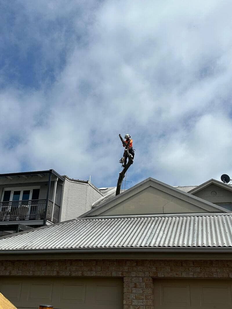 Climber on a trunk above neighbouring rooflines.
