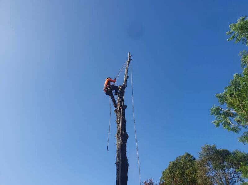 Climber and rigging ropes on a stripped trunk in Burwood.