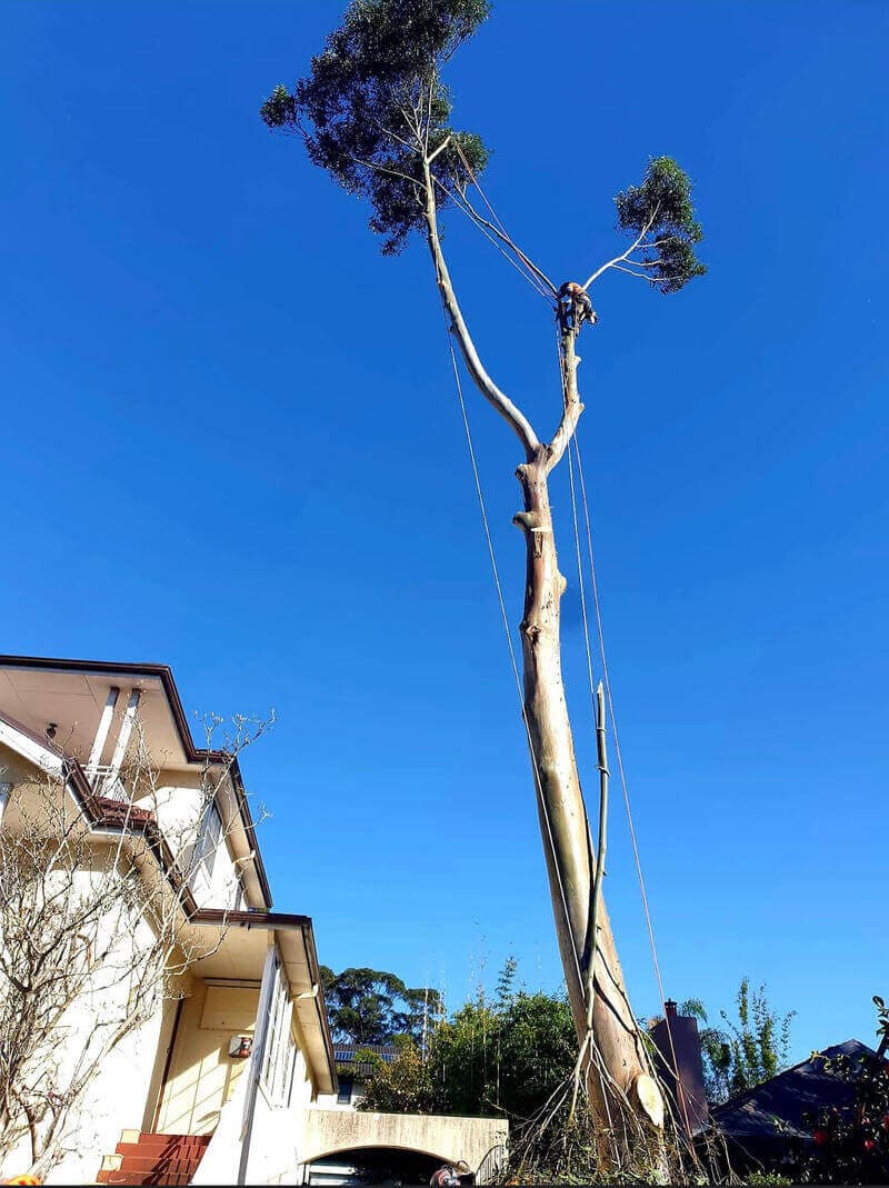 Tall eucalyptus rigged for removal next to a multi-storey house in Sydney