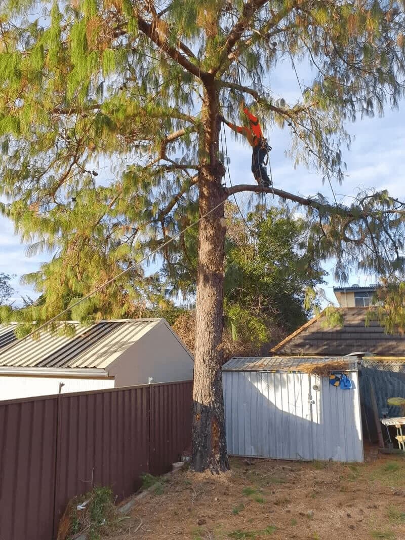 Representative Sydney tree work for properties in Dobroyd Point, Inner West