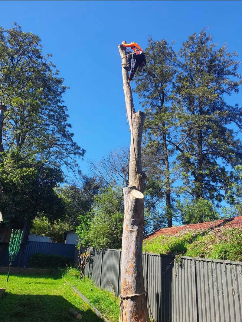 Climber atop a stripped trunk beside a boundary fence in Cherrybrook.