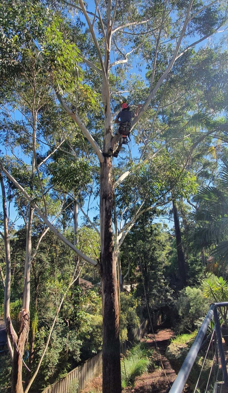 Representative Sydney tree work for properties in Mona Vale, Northern Beaches