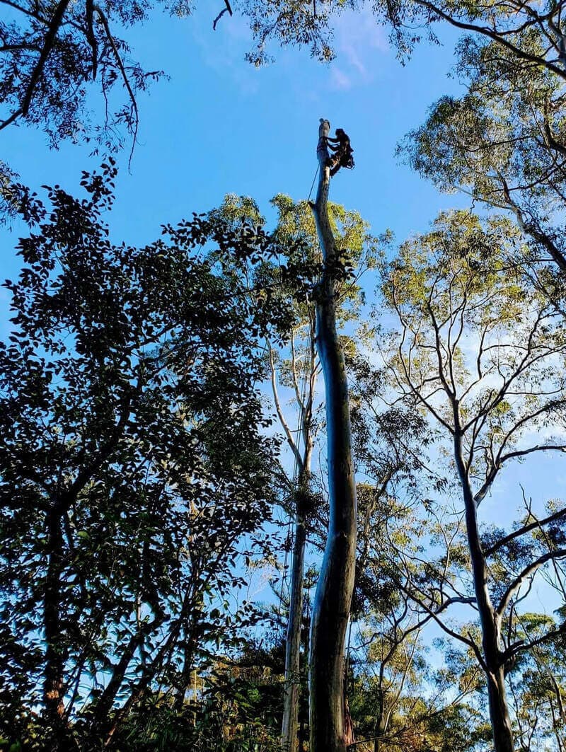 Standing trunk and branches against a wooded backdrop in Cherrybrook.