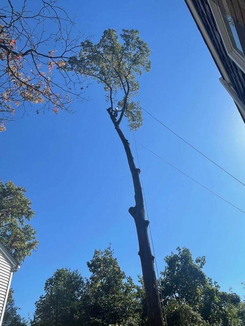 Climber on a tall trunk beside a house, with overhead wires visible.