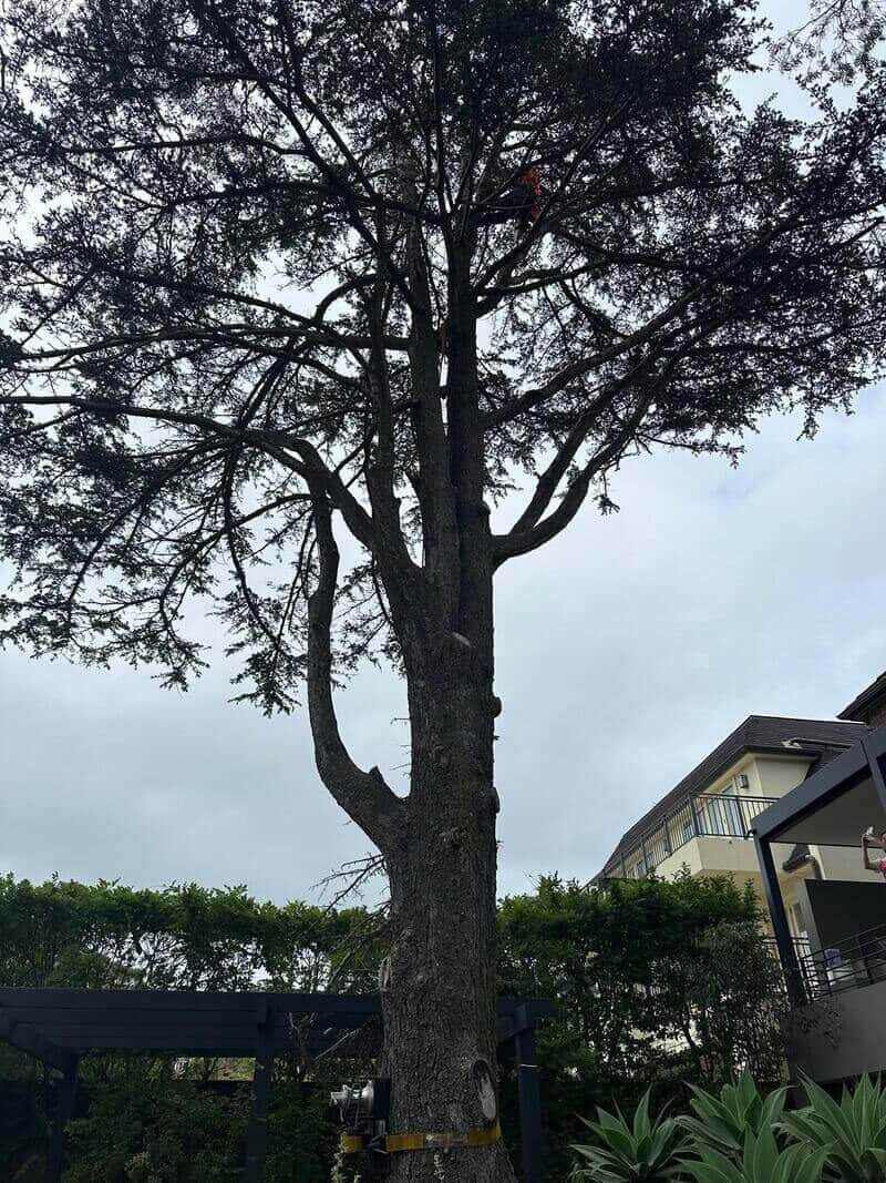 Climber high in a tall tree above a landscaped garden in Mosman.