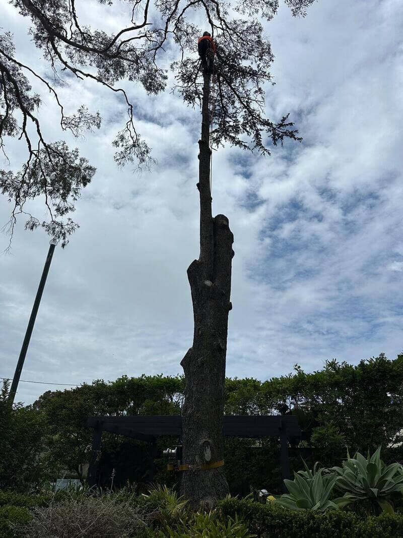 Representative Sydney tree work for properties in Dolls Point, St George