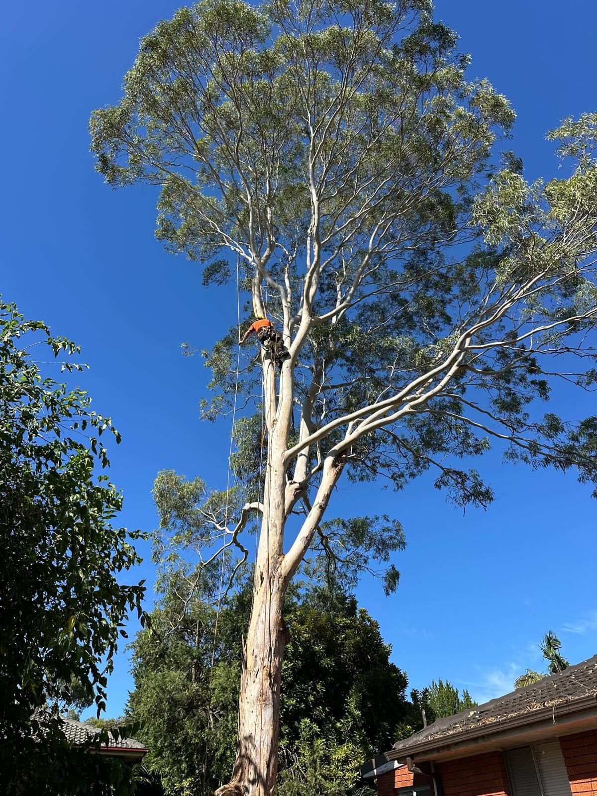 Tree with a spreading canopy above a roofline in Marsfield.