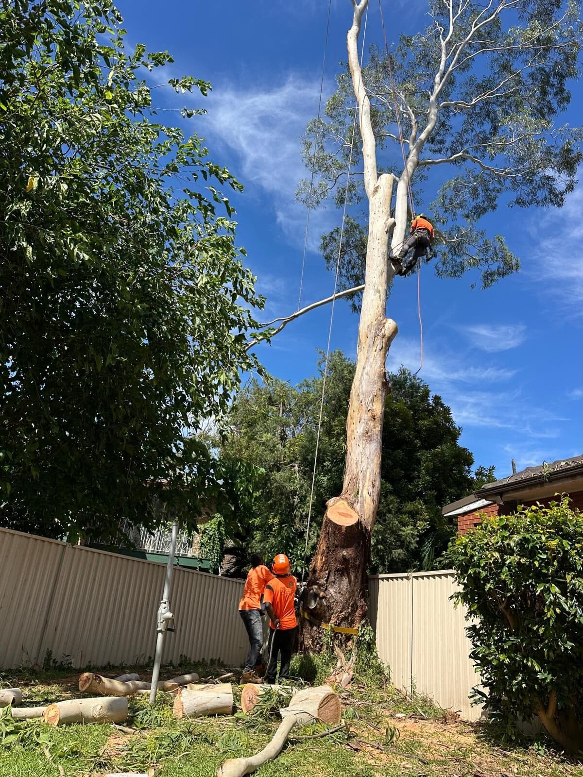 Crew beside a standing trunk and cut timber in Marsfield.