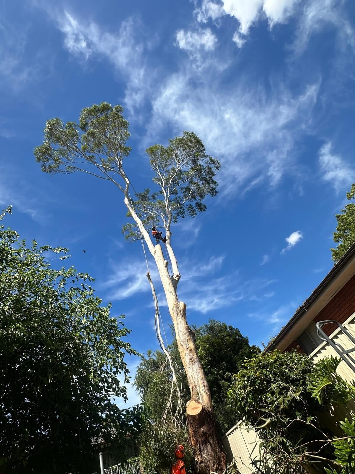 Tree with cut branch stubs above a garden in Marsfield.