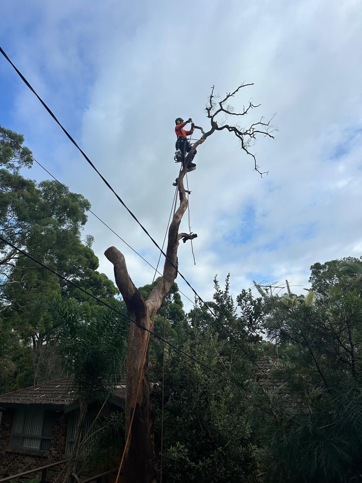 Climber working on a bare-branched tree near overhead wires in North Ryde.