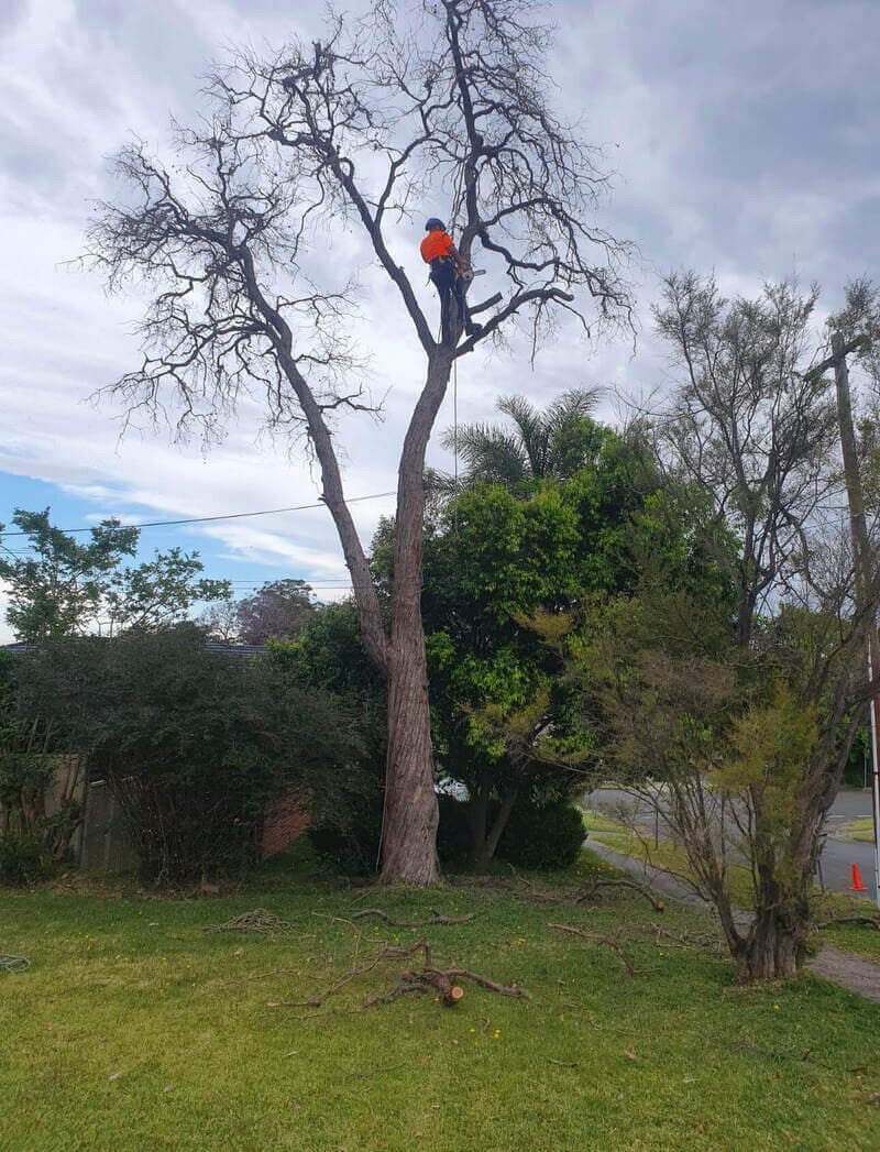 Climber working among bare branches above a lawn.