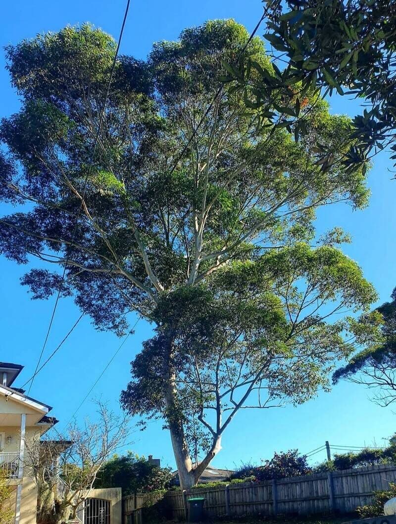 Large eucalyptus with a full canopy beside a house in Sydney