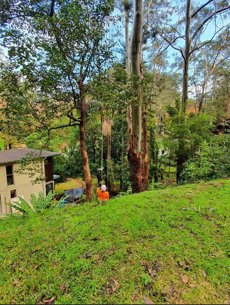 Arborist working in dense bushland for selective tree pruning and clearance