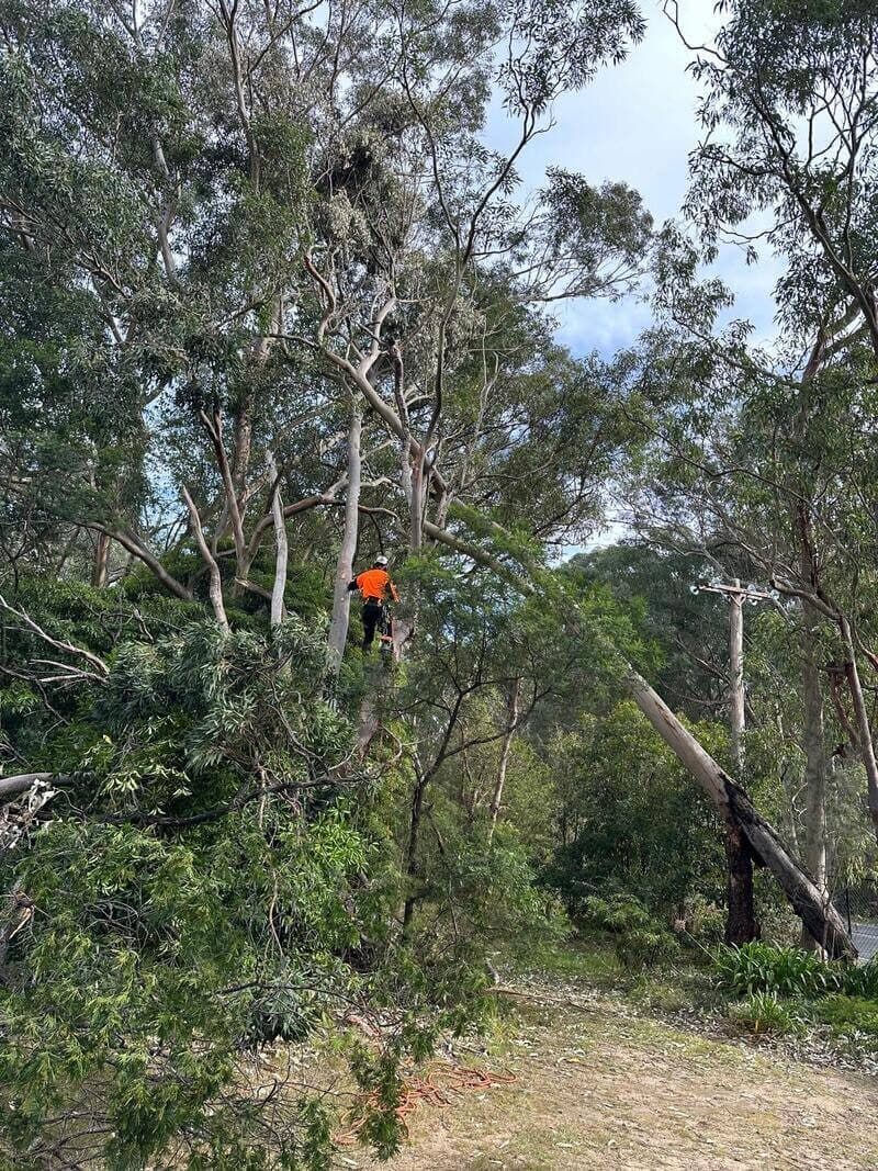 Arborist pruning branches from a tall tree in a dense suburban setting