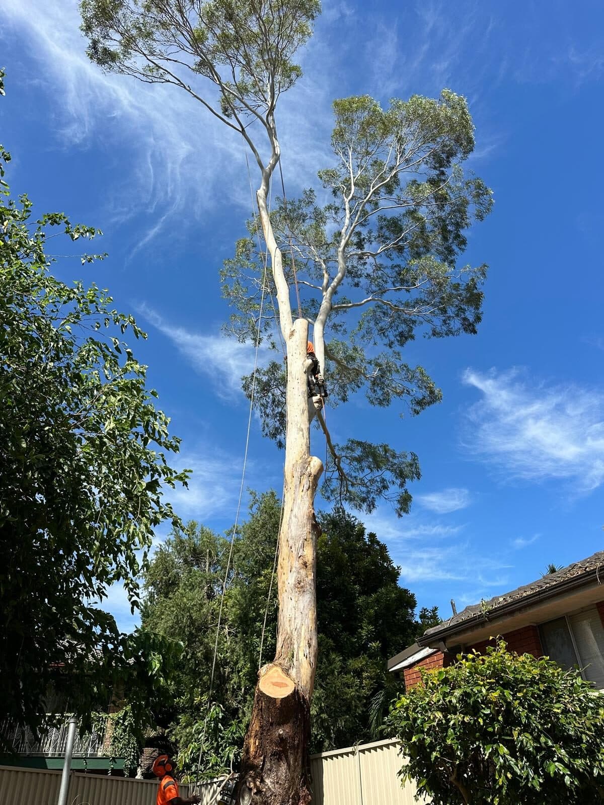 Tall tree with cut branch stubs beside a house in Marsfield.
