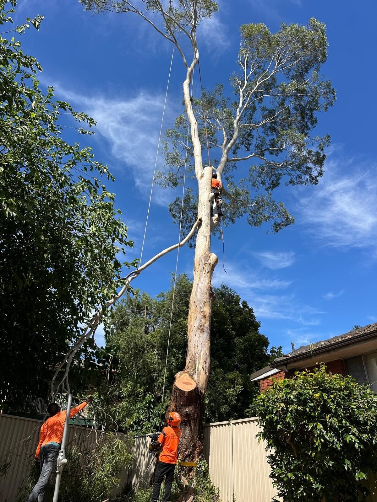 AA Tree Services Sydney crew rigging a large eucalyptus for controlled removal