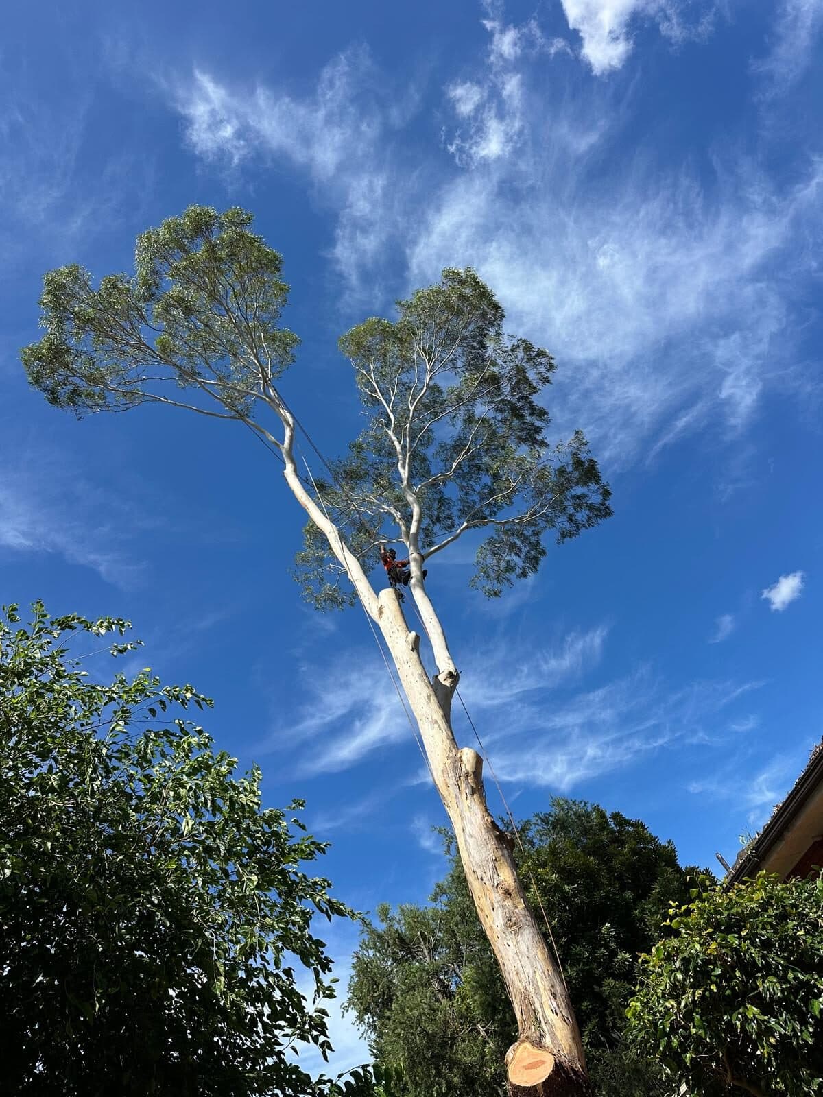 Tree trunk and upper branches against a blue sky in Marsfield.
