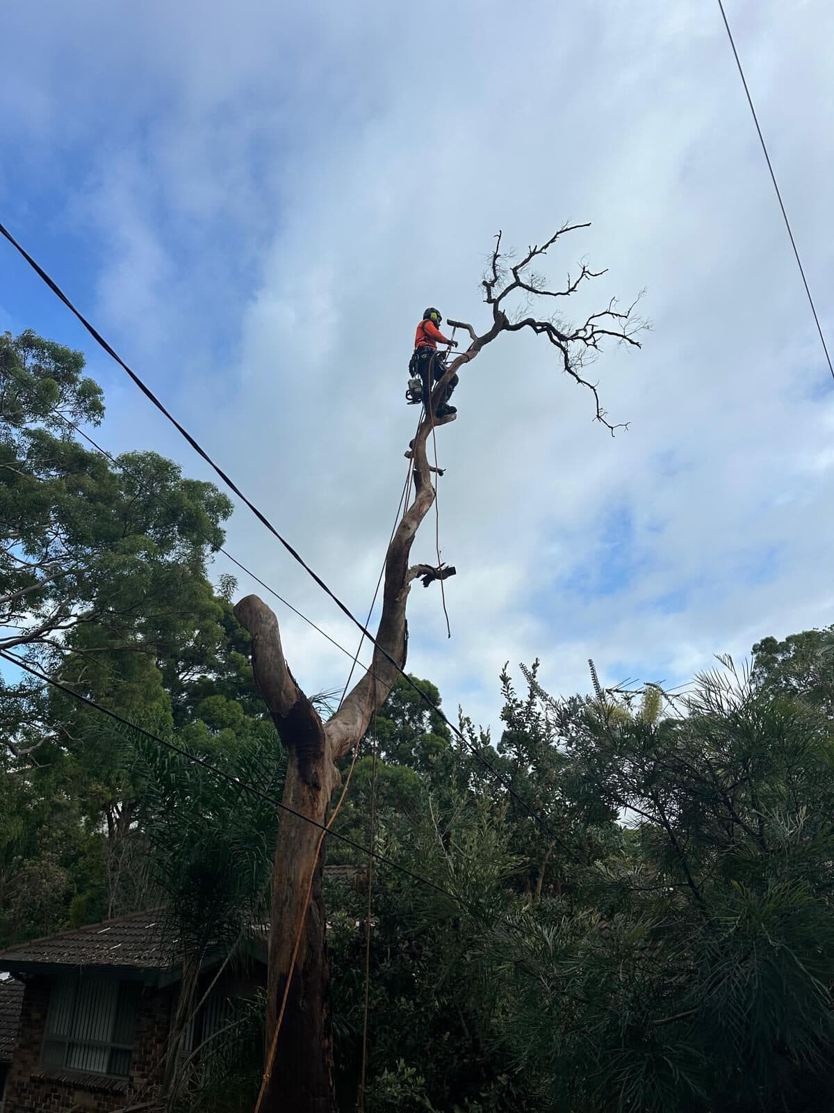 Climber on a bare-branched tree, with overhead wires visible in North Ryde.