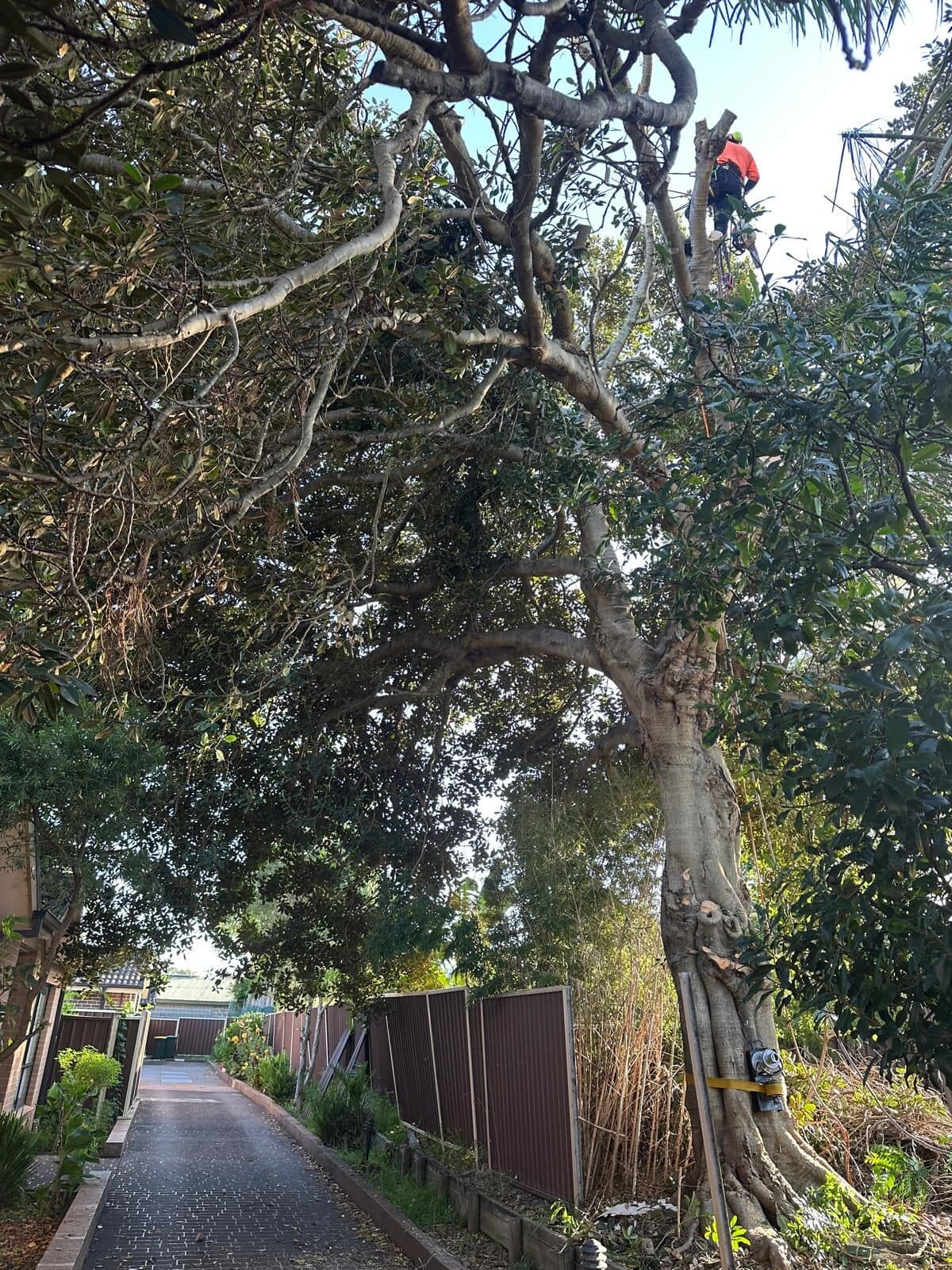 Arborist in a large fig tree performing heavy branch reduction near a driveway