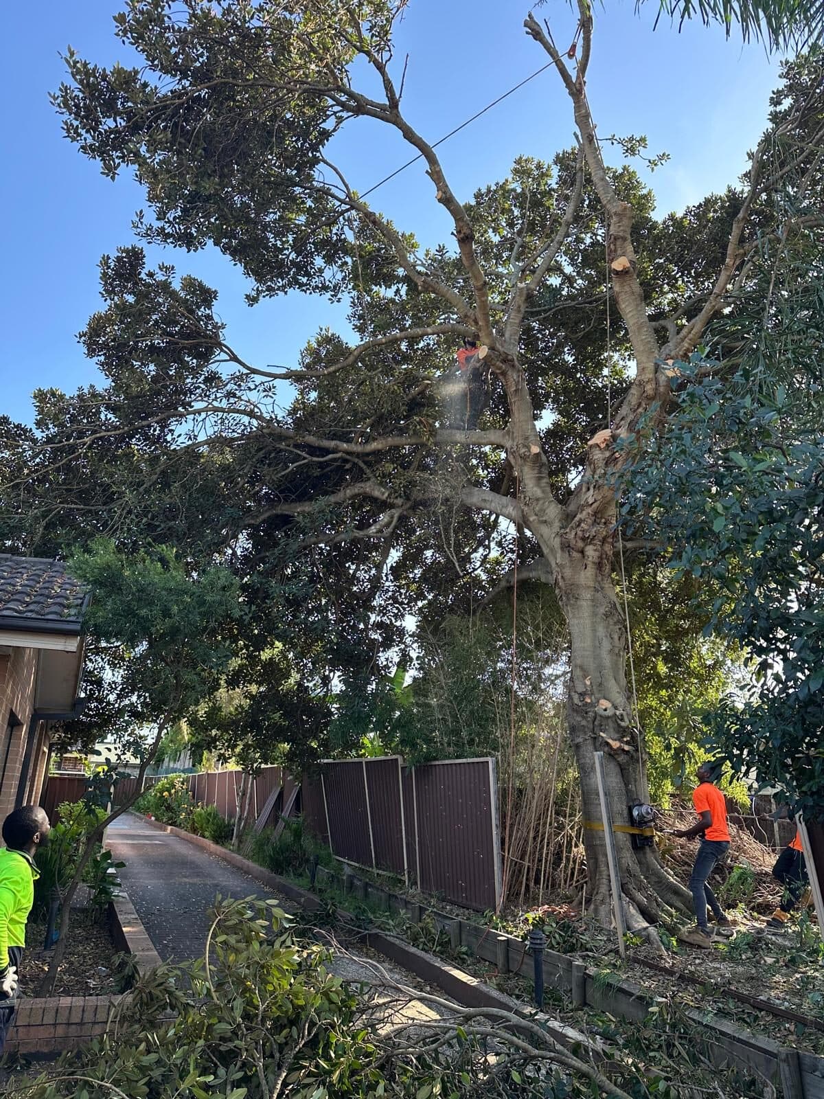 Crew carrying out heavy tree lopping along a residential boundary in Sydney