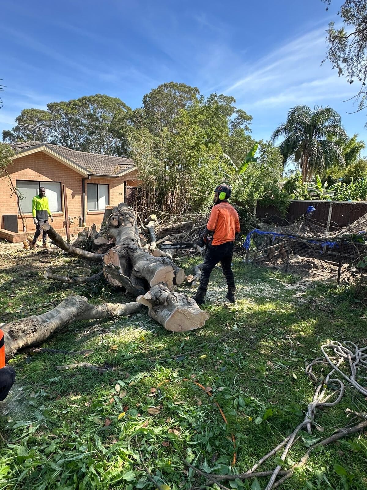 Representative Sydney tree work for properties in Bass Hill, South West Sydney