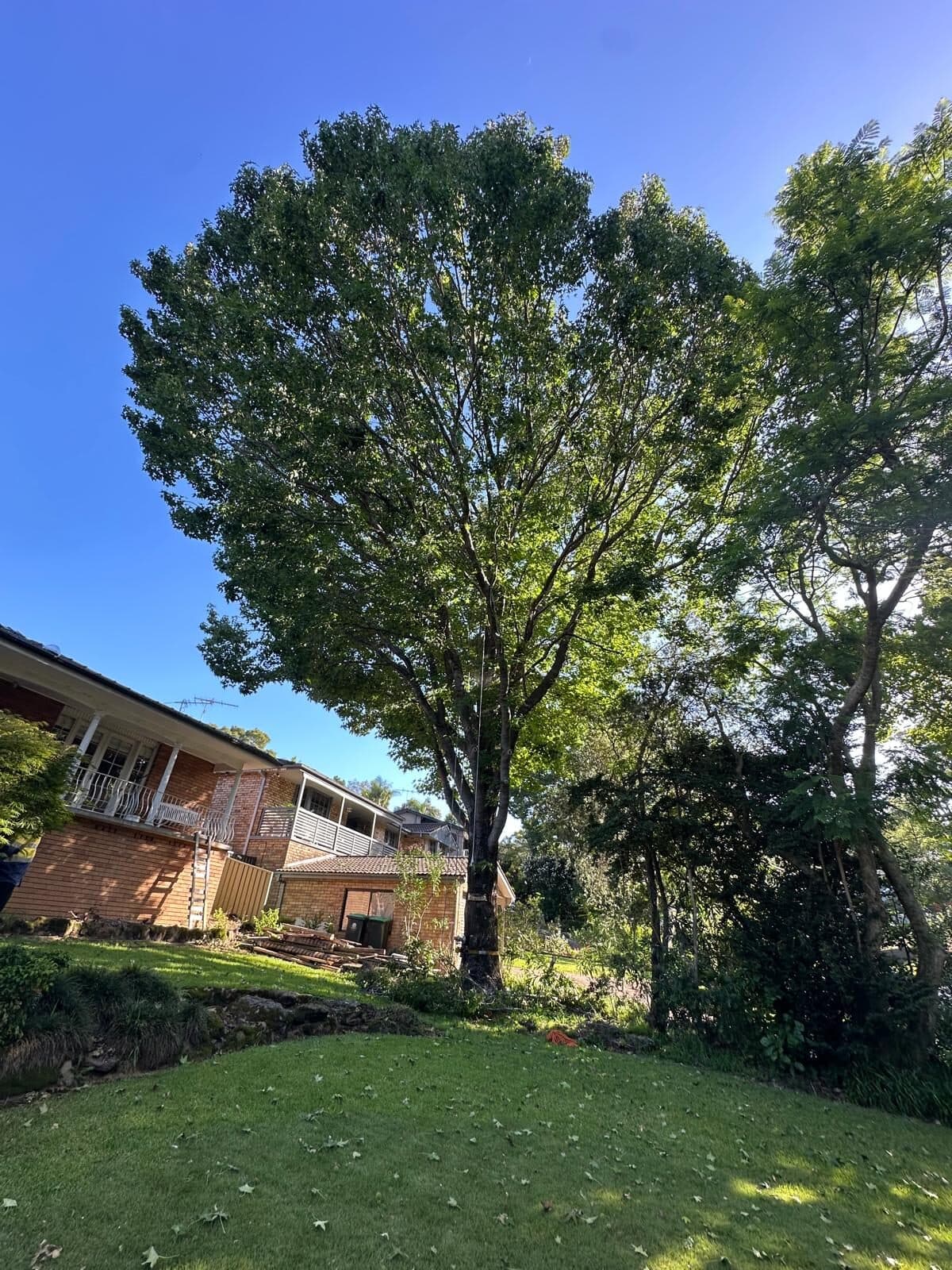 Large tree with a spreading canopy beside a brick house in Sydney