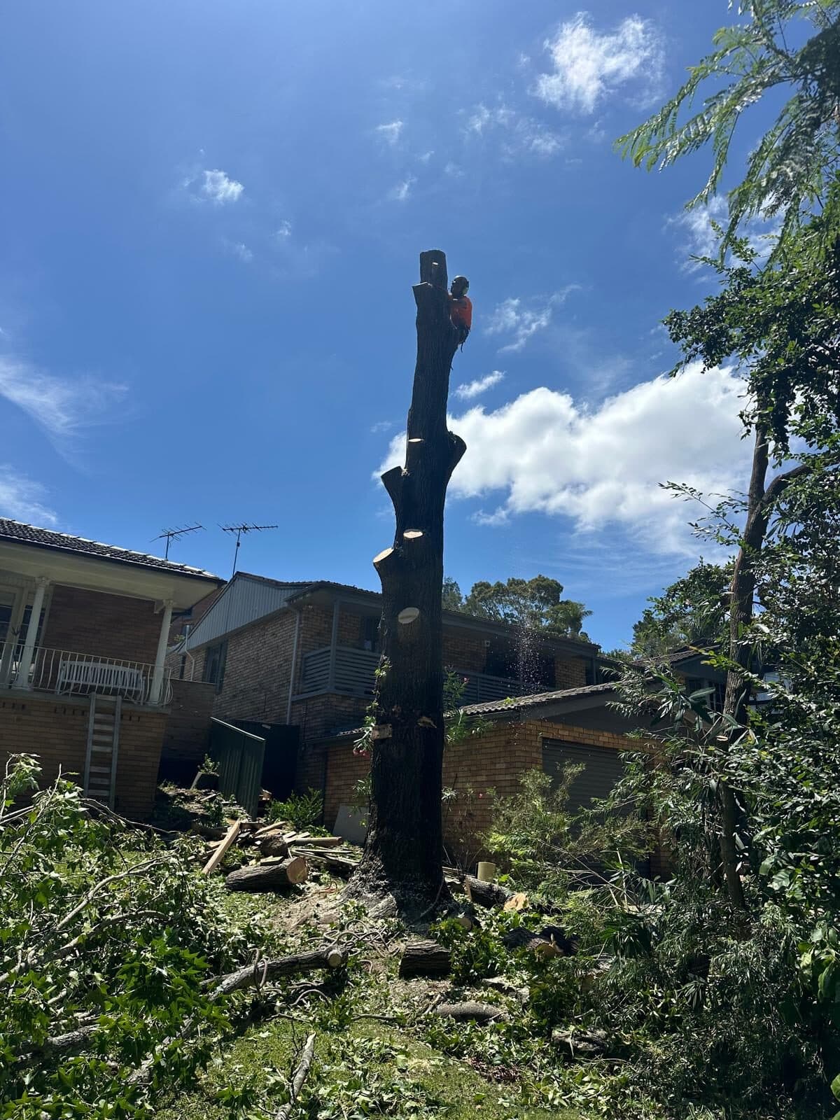 Climber on a stripped trunk above cut branches in West Pennant Hills.
