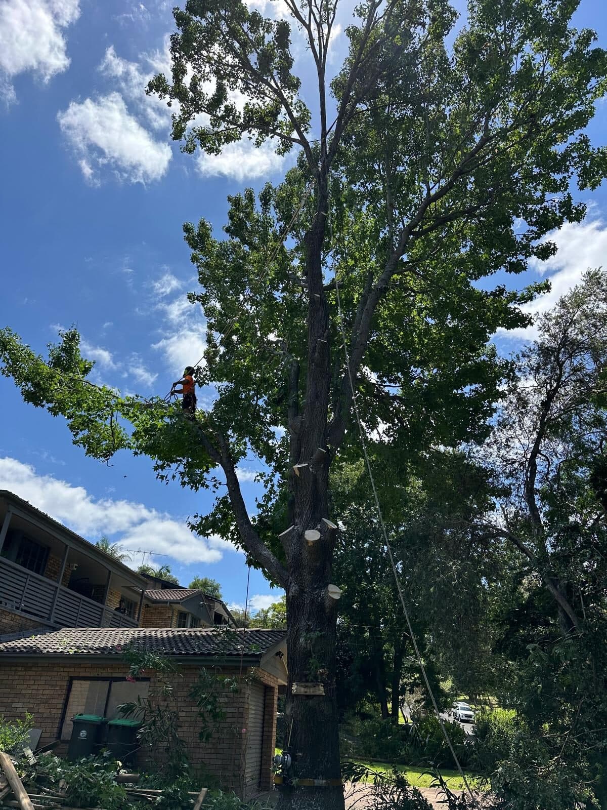 Tall tree canopy above a residential roof in West Pennant Hills.