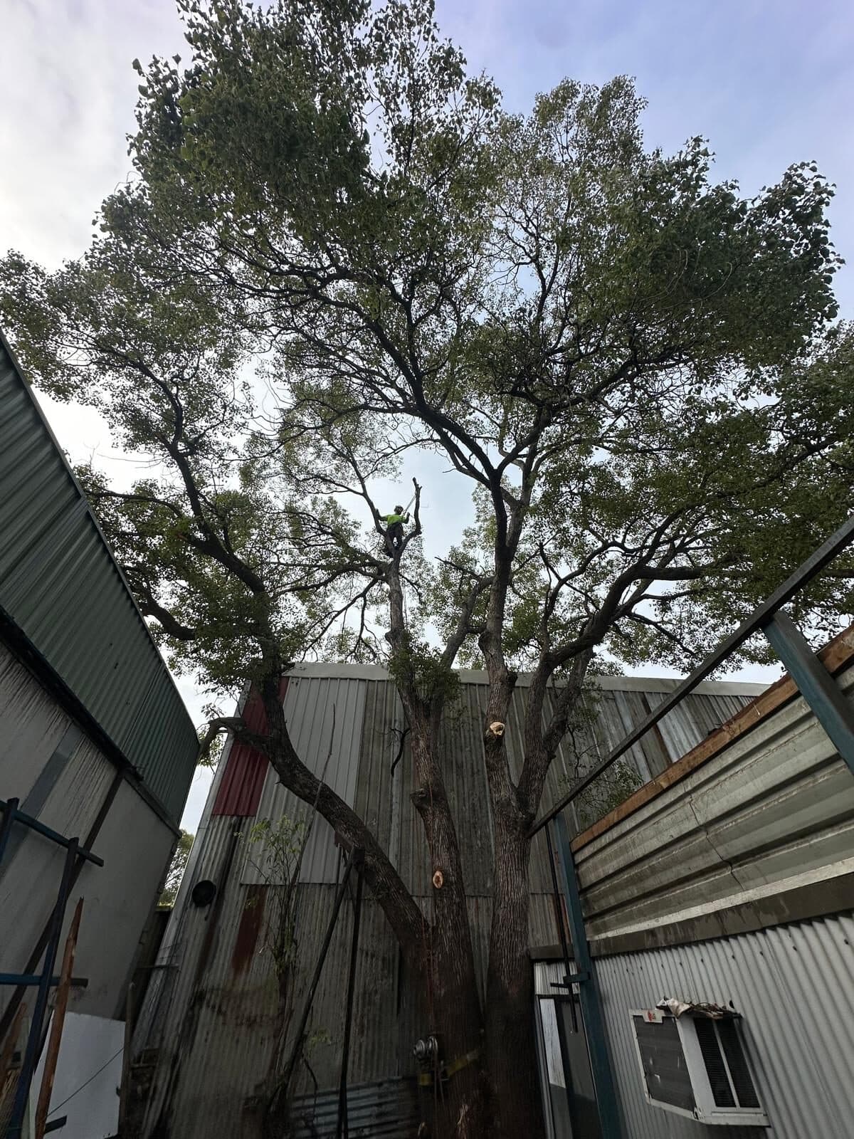 Representative Sydney tree work for properties in Pendle Hill, Parramatta District