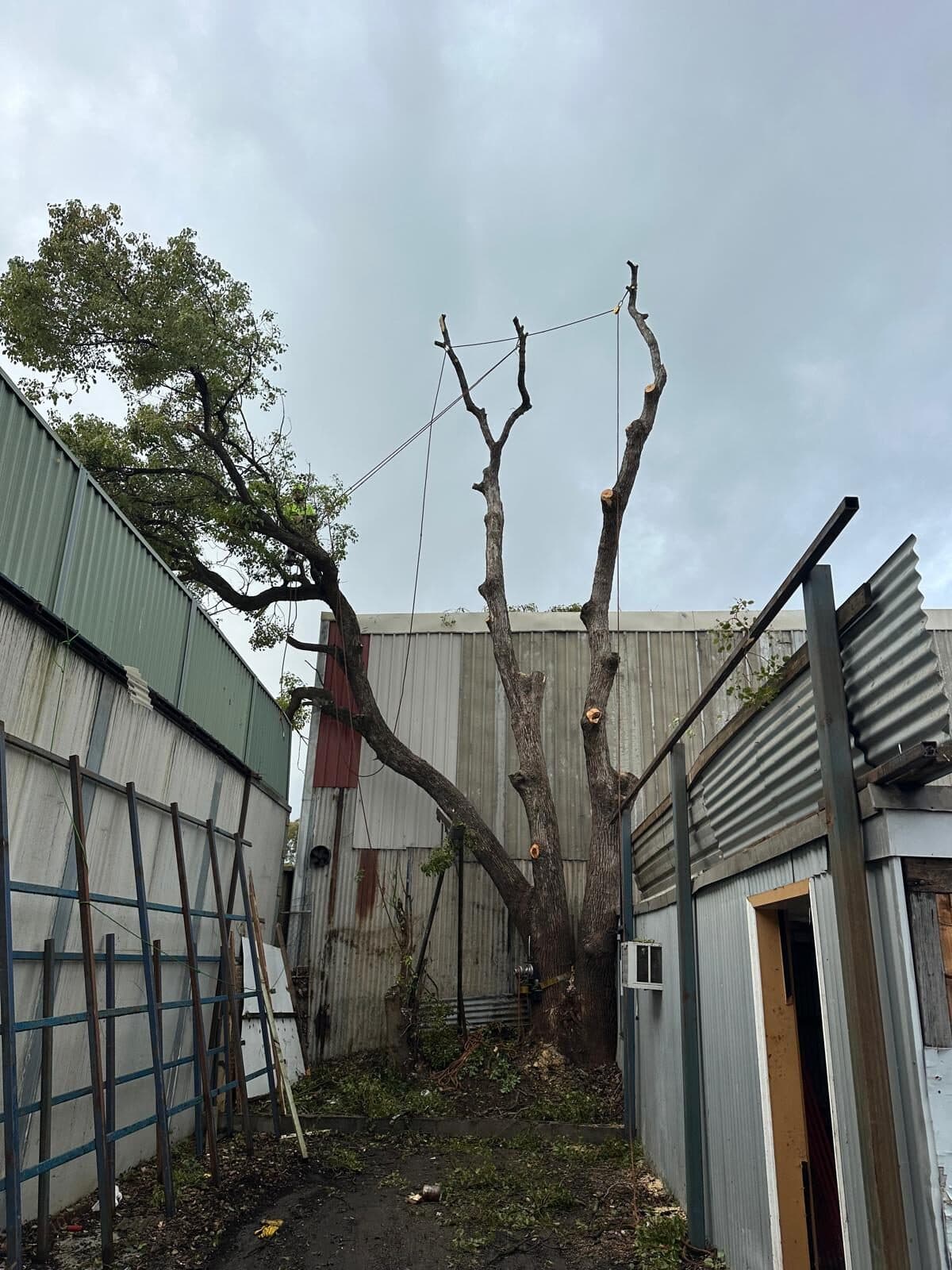 Bare stems remaining between buildings during tree work in Silverwater.