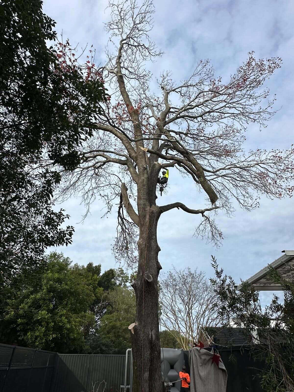 Climber working among bare branches beside a house in Chatswood.