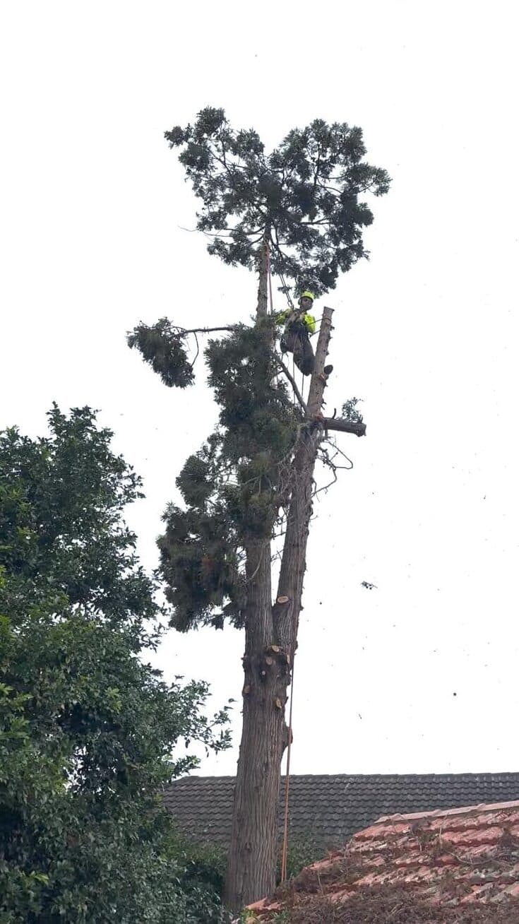 Climber on a partly dismantled tree above a roofline in North Ryde.