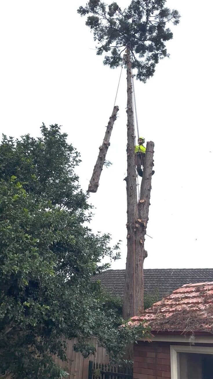Climber lowering a cut section of pine beside a tiled roof in North Ryde.